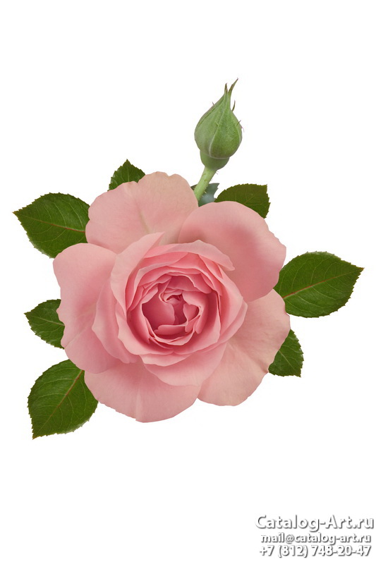 Pink roses 34